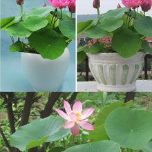 Load image into Gallery viewer, 10 pcs/bag  Aquatic plants flower seeds bowl lotus Water Lilies lotus home garden
