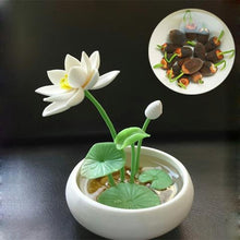 Load image into Gallery viewer, 10 pcs/bag  Aquatic plants flower seeds bowl lotus Water Lilies lotus home garden
