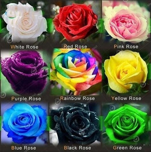 100PCS Flower Seed Holland Rose Seed Lover Gift Orange Green Rainbow Rare 24 Color To Choose DIY Home Gardening Flower