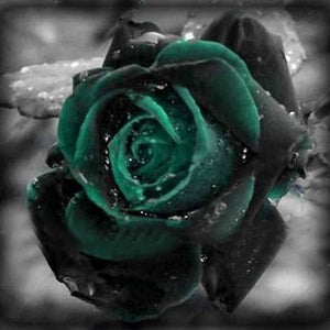 100 Pcs Black Rose Seeds Rose Flower Plants Garden Bonsai Perennial Plants Flower Seed