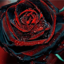 Load image into Gallery viewer, 100 Pcs Black Rose Seeds Rose Flower Plants Garden Bonsai Perennial Plants Flower Seed
