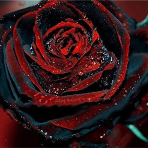 100 Pcs Black Rose Seeds Rose Flower Plants Garden Bonsai Perennial Plants Flower Seed