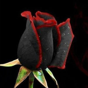 100 Pcs Black Rose Seeds Rose Flower Plants Garden Bonsai Perennial Plants Flower Seed