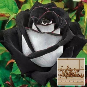 100 Pcs Black Rose Seeds Rose Flower Plants Garden Bonsai Perennial Plants Flower Seed