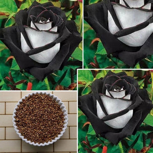 100 Pcs Black Rose Seeds Rose Flower Plants Garden Bonsai Perennial Plants Flower Seed