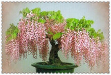 Load image into Gallery viewer, 10pcs Wisteria bonsai Rare red Wisteria flower seeds Bonsai tree perennial Indoor Ornamental potted Plants for home garden
