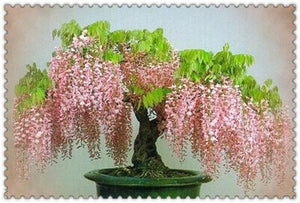 10pcs Wisteria bonsai Rare red Wisteria flower seeds Bonsai tree perennial Indoor Ornamental potted Plants for home garden