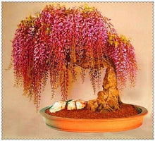 Load image into Gallery viewer, 10pcs Wisteria bonsai Rare red Wisteria flower seeds Bonsai tree perennial Indoor Ornamental potted Plants for home garden
