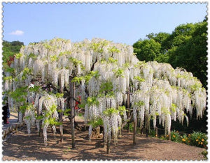 10pcs Wisteria bonsai Rare red Wisteria flower seeds Bonsai tree perennial Indoor Ornamental potted Plants for home garden