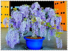 Load image into Gallery viewer, 10pcs Wisteria bonsai Rare red Wisteria flower seeds Bonsai tree perennial Indoor Ornamental potted Plants for home garden
