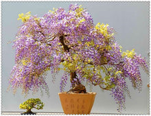 Load image into Gallery viewer, 10pcs Wisteria bonsai Rare red Wisteria flower seeds Bonsai tree perennial Indoor Ornamental potted Plants for home garden
