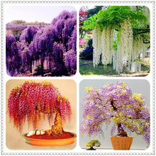 Load image into Gallery viewer, 10pcs Wisteria bonsai Rare red Wisteria flower seeds Bonsai tree perennial Indoor Ornamental potted Plants for home garden
