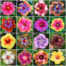 Load image into Gallery viewer, 100pcs/bag Gaint Hibiscus Flower tree seeds mixed colors hibiscus bonsai seed plants perennial flowering plant home garden planting
