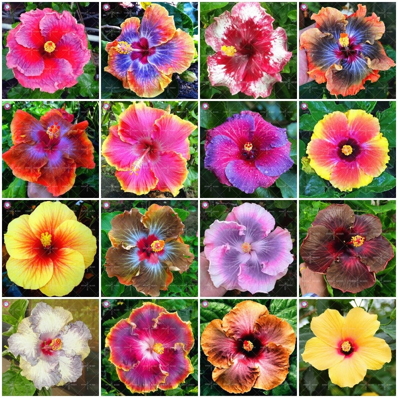 100pcs/bag Gaint Hibiscus Flower tree seeds mixed colors hibiscus bonsai seed plants perennial flowering plant home garden planting