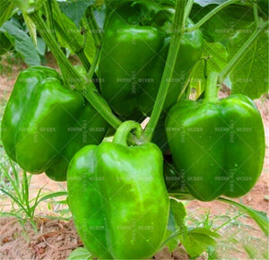 200pcs/pack Gaint Pepper seeds Bonsai plants organic chili seed fruit vegetable seed potted plants for home garden farm