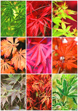 Load image into Gallery viewer, 40Pcs/Pack Bonsai Red Japanese Maple Seeds Beautiful Plant Tree flores Bonsai Tree SeedsHome Garden Decor potted plants
