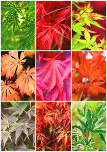 40Pcs/Pack Bonsai Red Japanese Maple Seeds Beautiful Plant Tree flores Bonsai Tree SeedsHome Garden Decor potted plants