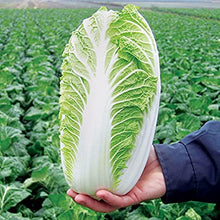 Load image into Gallery viewer, 200PCS bonsai Chinese Cabbage Seeds plants Organic Health Green Vegetable Seeds plant Nutrient Plants For Farm Garde
