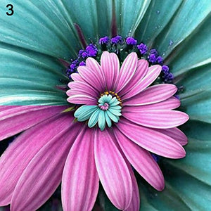 30pcs Miracle Daisy Seeds bonsai hardy bonsai plants rare garden flower plants ornamental flowers