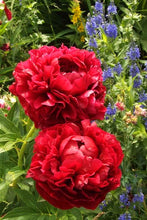 Load image into Gallery viewer, 10Pcs Gaint peony  Seeds bonsai Rare tree peony flower seeds Paeonia suffruticosa flowers for home garden kwiaty ogrodowe potted
