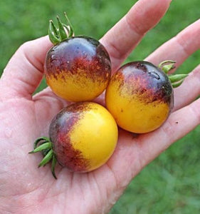 200pcs Climbing Tomato Seeds mini cherry milk tomatoes bonsai fruit and vegetables plants seeds for home garden planting potted plant