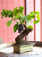 Load image into Gallery viewer, 50pcs Grape Bonsai Seeds plants Miniature Plantas bonsai Organic Grpes Fruit Seeds Planting For home MIni Garden Potted plant Bonsai fruit tree
