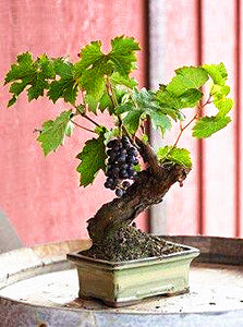 50pcs Grape Bonsai Seeds plants Miniature Plantas bonsai Organic Grpes Fruit Seeds Planting For home MIni Garden Potted plant Bonsai fruit tree