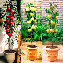 Load image into Gallery viewer, 30Pcs/Bag Apple Tree Fruit Bonsai Plant Seeds Healthy Delicious Apple Plant Home Garden Potted Planting Fruit
