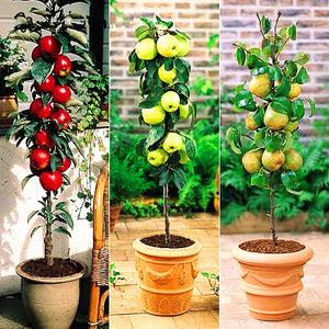 30Pcs/Bag Apple Tree Fruit Bonsai Plant Seeds Healthy Delicious Apple Plant Home Garden Potted Planting Fruit