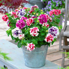 Load image into Gallery viewer, 100pcs Double Flap Petunia Seeds bonsai beautiful Petunia flower perennial indoor flowering potted plant for home garden flower plants
