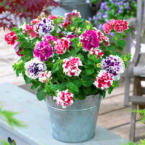 100pcs Double Flap Petunia Seeds bonsai beautiful Petunia flower perennial indoor flowering potted plant for home garden flower plants