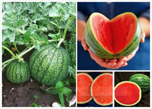 Load image into Gallery viewer, 30PCS Bonsai Giant Watermelon Seeds Sweet Taste Fruit Very Giant Delicious Food potted plants For Home Garden Seed
