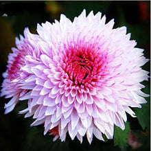 Load image into Gallery viewer, 100pcs Double Cosmos Seeds Flower plants Perennial Potted Flower Seed Plant For Home Garden Decorative flowers Plantas easy grow
