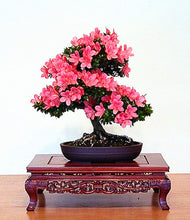 Load image into Gallery viewer, 10Pcs Rare Cherry Blossoms Seeds Bonsai Cherry Sakura Flower seeds bonsai tree indoor flowering potted plants Cerasus Flowers Plant
