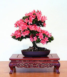 10Pcs Rare Cherry Blossoms Seeds Bonsai Cherry Sakura Flower seeds bonsai tree indoor flowering potted plants Cerasus Flowers Plant