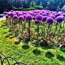 Load image into Gallery viewer, 100pcs Mixed Colour Giant Onion flower Allium Giganteum Beautiful Flowers home Garden potted Plant Rare Flower For Children
