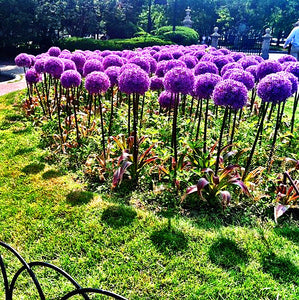 100pcs Mixed Colour Giant Onion flower Allium Giganteum Beautiful Flowers home Garden potted Plant Rare Flower For Children