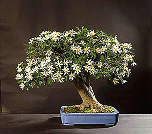 20Pcs/Bag Jasmine Flower Seeds Bonsai Beautiful Jasminum Sambac Flower Bonsai perennial indoor flowering plant For Home Garden Potted Plants