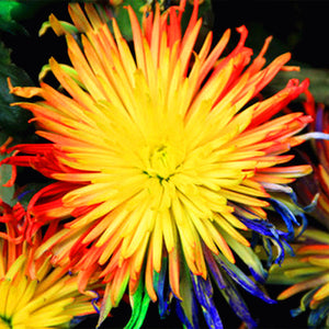 100pcs Multiple colour chrysanthemum seeds bonsai chrysanthemum flower seeds bonsai perennial indoor flowering home garden potted plants