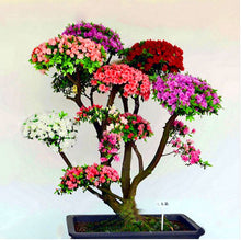 Load image into Gallery viewer, 20 Pcs/bag Rare Bonsai Azalea Flower Seeds Home Garden Plants Looks Like Sakura Japanese Cherry Blooms Flower
