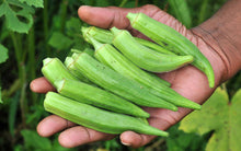 Load image into Gallery viewer, 50PCS Bonsai Organic Okra Seeds Non GMO Vegetable Seeds Good For Kidney Garden Supplies For Fun Countryside Garden plants
