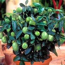 Load image into Gallery viewer, 10pcs kaffir lime seeds (Citrus aurantifolia) organic fruit Lemon Bonsai Tree seeds pot plants
