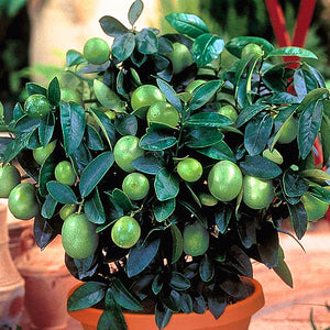 10pcs kaffir lime seeds (Citrus aurantifolia) organic fruit Lemon Bonsai Tree seeds pot plants