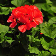 Load image into Gallery viewer, 5PCS Red Apple blossom Geranium Seeds plant Perennial Bonsai Flower Seeds plants Rare Big-blooms Pelargonium Hortorum For Garden Plant
