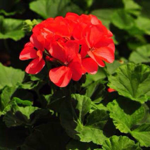 5PCS Red Apple blossom Geranium Seeds plant Perennial Bonsai Flower Seeds plants Rare Big-blooms Pelargonium Hortorum For Garden Plant