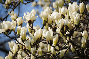 10pcs Bonsai Magnolia Flower Seeds Beautiful Bonsai Magnolia Tree Magnolia Flowers Seeds For Home Garden potted plant planting