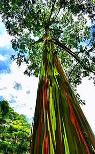 100pcs/bag Rainbow Eucalyptus Deglupta Seeds Showy Tropical Tree Perennial Bonsai Plants Seeds