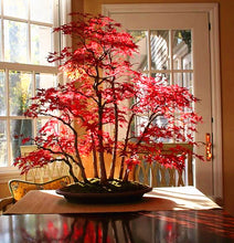 Load image into Gallery viewer, 40Pcs/Pack Bonsai Red Japanese Maple Seeds Beautiful Plant Tree flores Bonsai Tree SeedsHome Garden Decor potted plants
