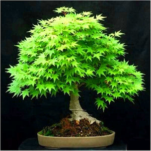 20 Pcs Maple Bonsai Plants Red Maple Tree Seeds Very Beautiful Outdoor Tree Home Garden Decoration Potted Plants