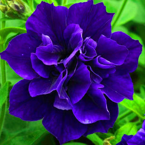 100pcs Double Flap Petunia Seeds bonsai beautiful Petunia flower perennial indoor flowering potted plant for home garden flower plants